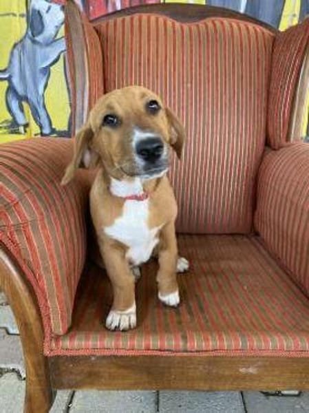 Kleine Bailey sucht ab Nov ein zu Hause