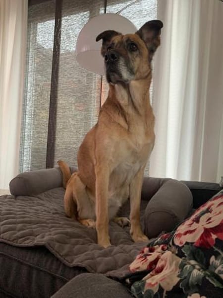 Mara ca. 10 Jahre ❤ 150 Euro Schutzgebü