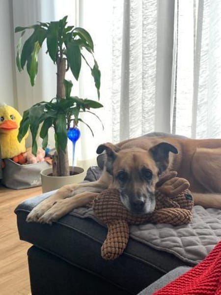 Mara ca. 10 Jahre ❤ 150 Euro Schutzgebü