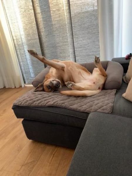 Mara ca. 10 Jahre ❤ 150 Euro Schutzgebü