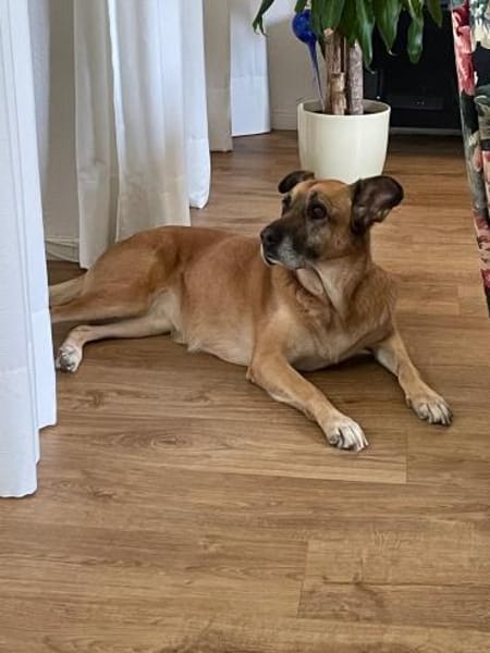 Mara ca. 10 Jahre ❤ 150 Euro Schutzgebü