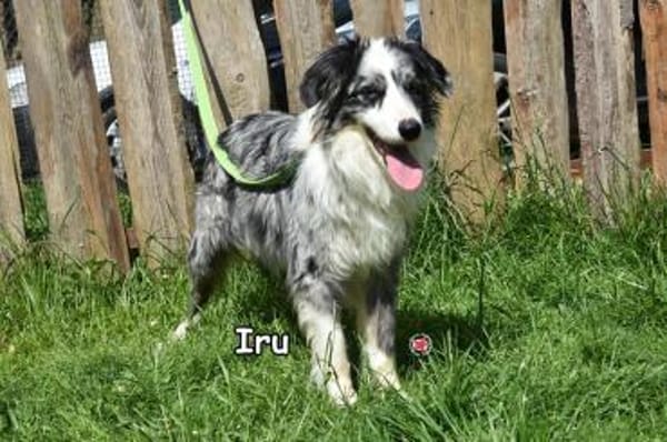 IRU