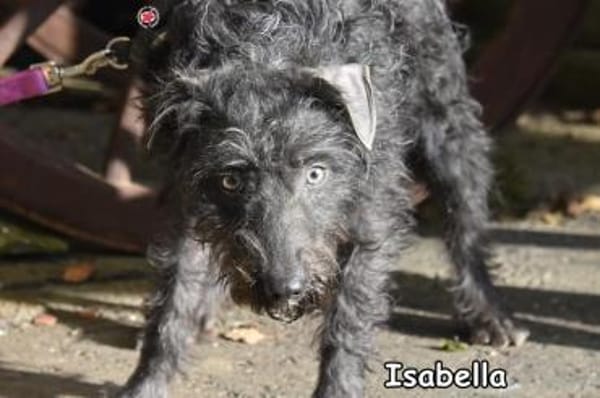 ISABELLA