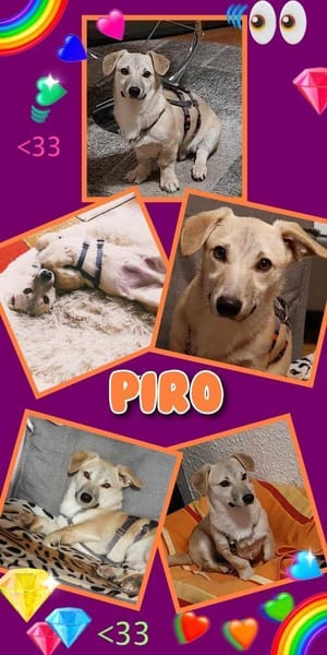 Kleiner Piro wartet auf netten Besuch!