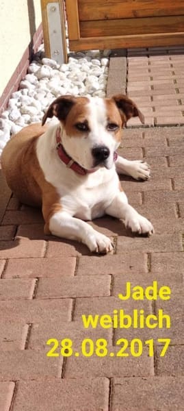 Jade ❤❤