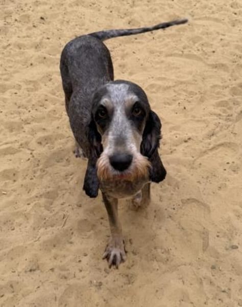 Zuhause gesucht für unsere sanfte Minnie