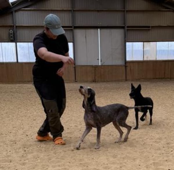 Zuhause gesucht für unsere sanfte Minnie