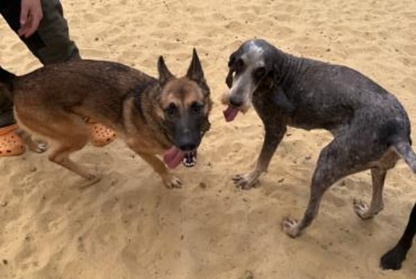 Zuhause gesucht für unsere sanfte Minnie