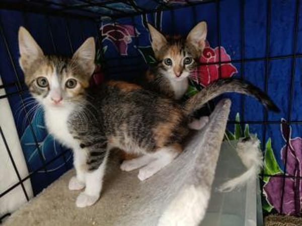 Malina und Ljuba aus dem Tierschutz