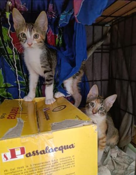 Malina und Ljuba aus dem Tierschutz