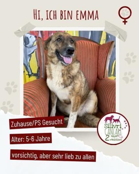 Emma sucht ab November ein zu Hause