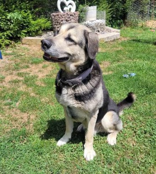 Senior Merlin hat 2. Chance verdient