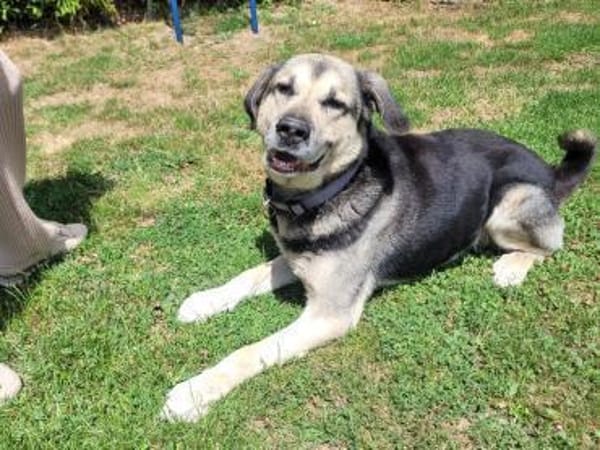 Senior Merlin hat 2. Chance verdient