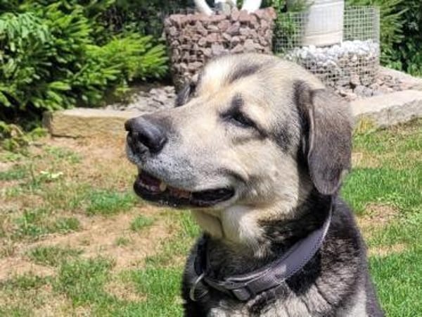 Senior Merlin hat 2. Chance verdient