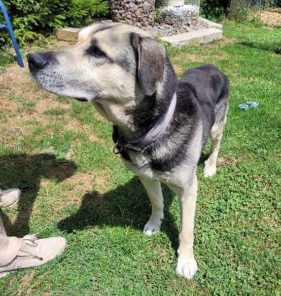 Senior Merlin hat 2. Chance verdient