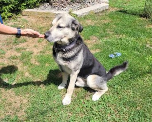 Senior Merlin hat 2. Chance verdient