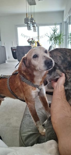 Opa Otto erobert die Herzen im Sturm