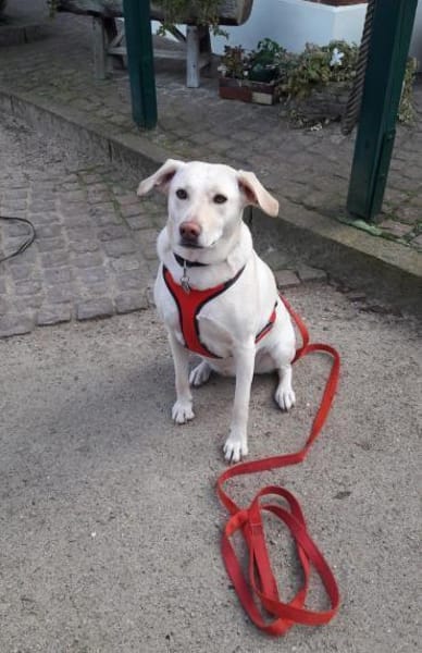 Hübsche Labrador Mix Hündin