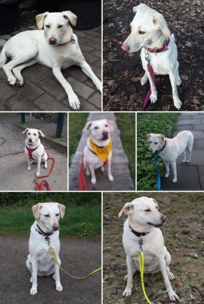Hübsche Labrador Mix Hündin