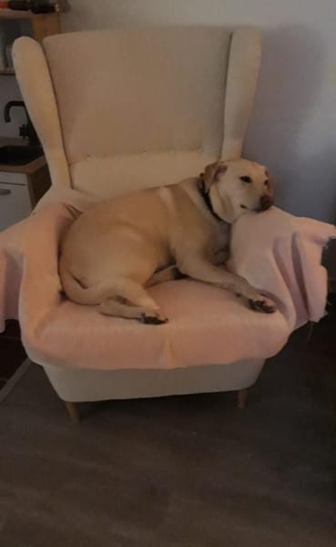Hübsche Labrador Mix Hündin