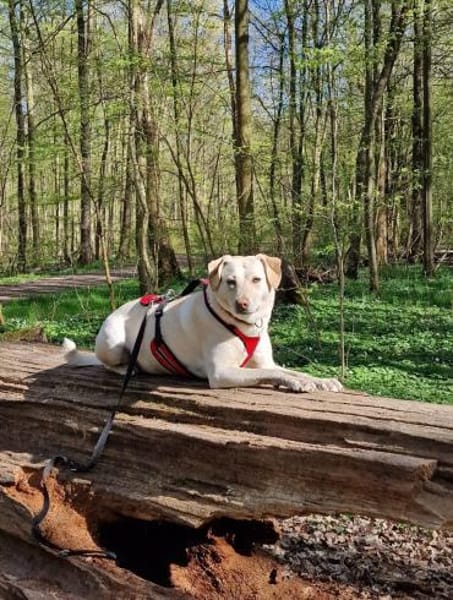 Hübsche Labrador Mix Hündin