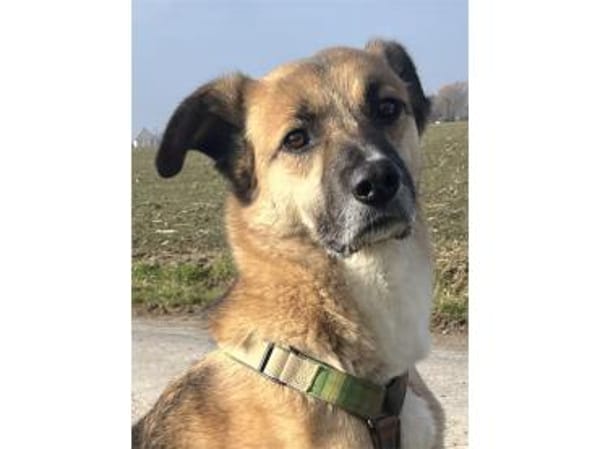 Hilko  wartet in wartet in 32791 Lage