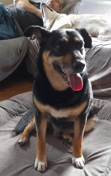 Peter 💙💙💙 sucht sein Happy-Home