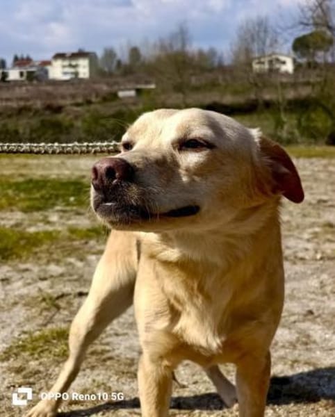 GIPSY  - ein Goldstück auf vier Pfoten