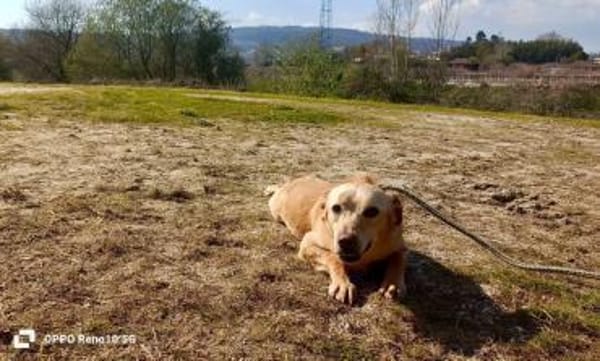 GIPSY  - ein Goldstück auf vier Pfoten