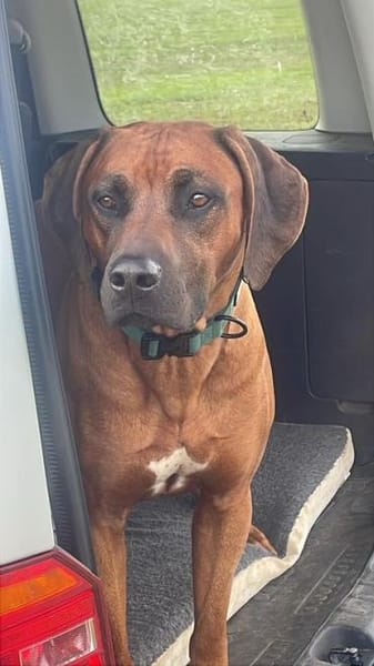 Cicco sucht sein Zuhause