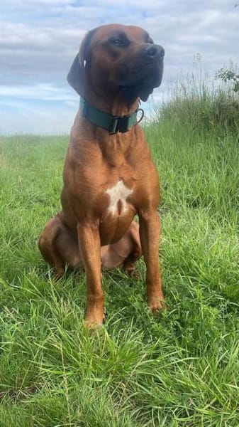Cicco sucht sein Zuhause
