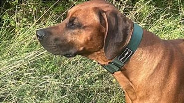 Cicco sucht sein Zuhause