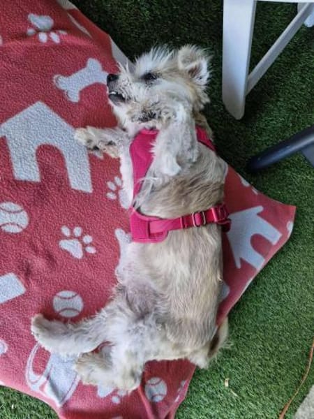 💛 BOUBI 💛 - SUCHT NEUES ZUHAUSE!