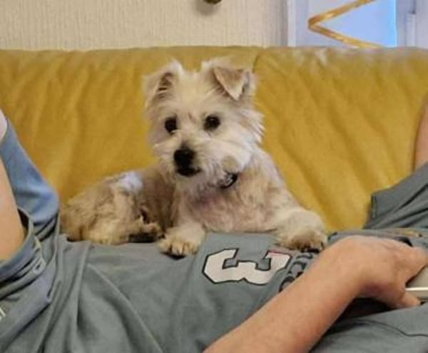 💛 BOUBI 💛 - SUCHT NEUES ZUHAUSE!