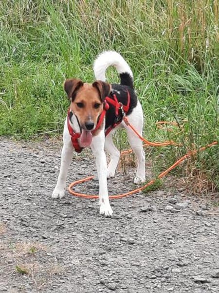 Snoa 9 Monate Foxterrier Mix