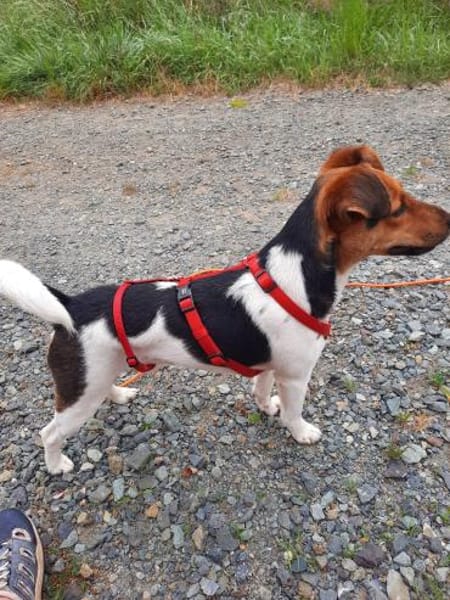 Snoa 9 Monate Foxterrier Mix