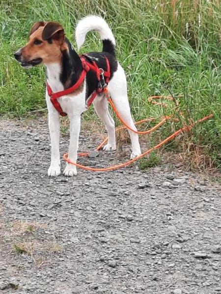 Snoa 9 Monate Foxterrier Mix