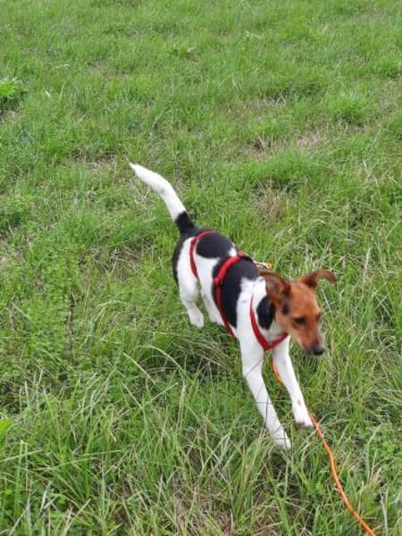 Snoa 9 Monate Foxterrier Mix