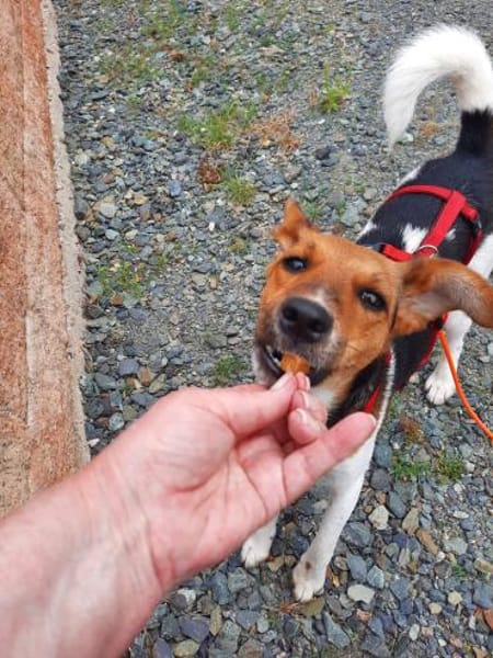 Snoa 9 Monate Foxterrier Mix