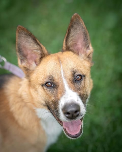 Lulu