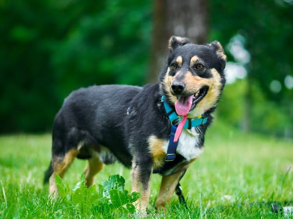 Vito