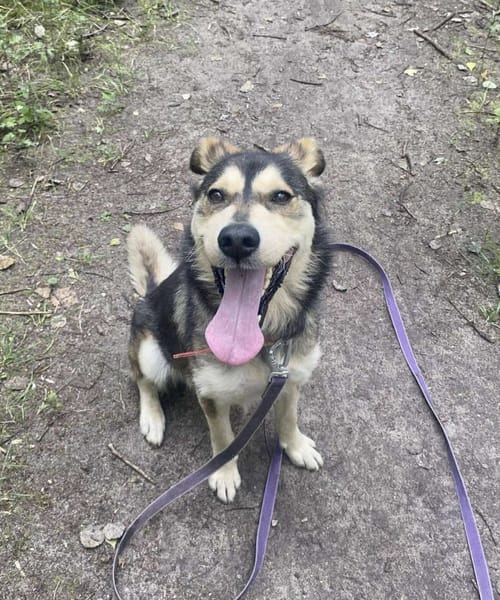 Zuko