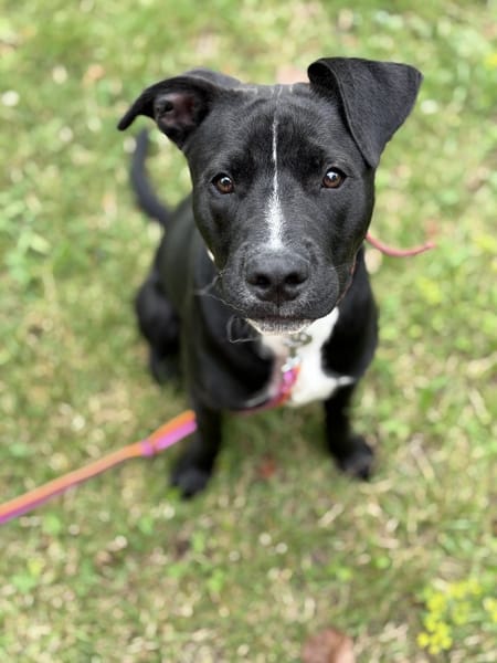 Pako