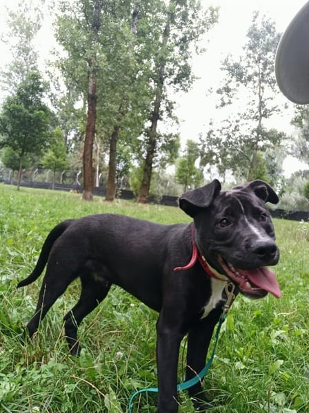 Pako