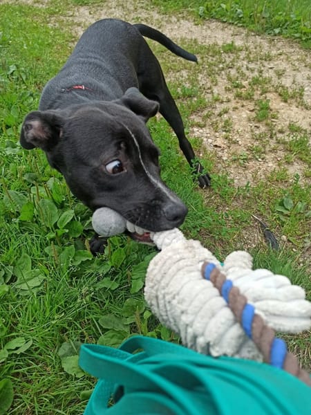 Pako