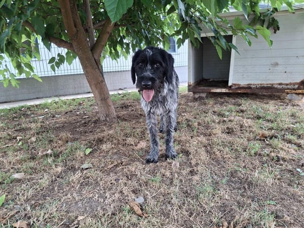 COOPER