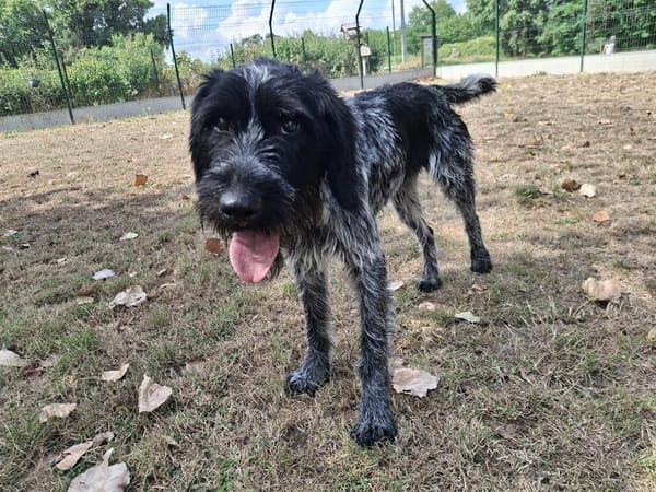 COOPER