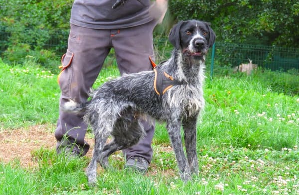 ARLEQUIN (en placement provisoire)