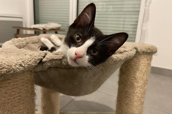 SIRIUS