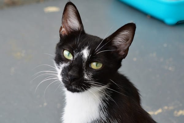OREO